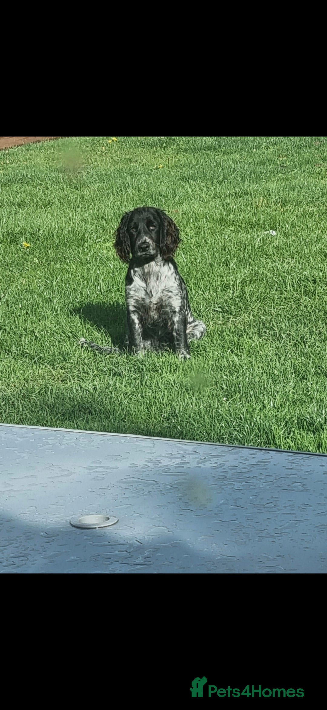 Cocker Spaniel dogs for sale: 6 beautiful Cocker puppies 🐶  - Image 15