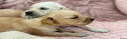 Golden Retriever dogs for sale: Golden Retriever Puppies - Advert 31