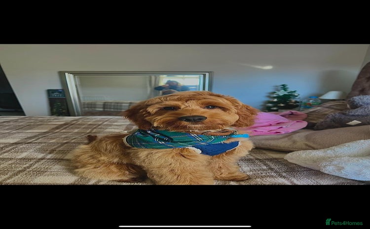 Cockapoo dogs - Advert 3