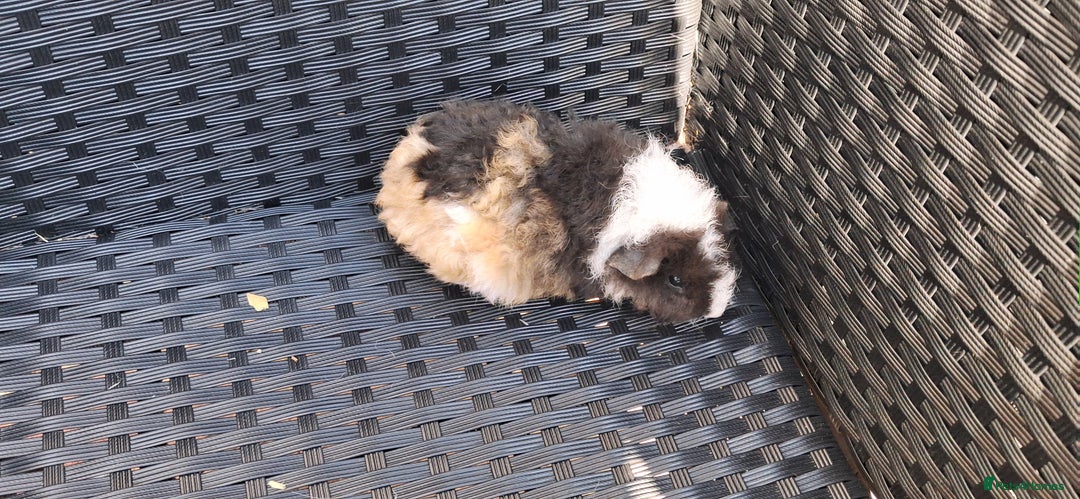Guinea Pig rodents for sale: 2 baby girl guinea pigs and 3 boys  - Image 7