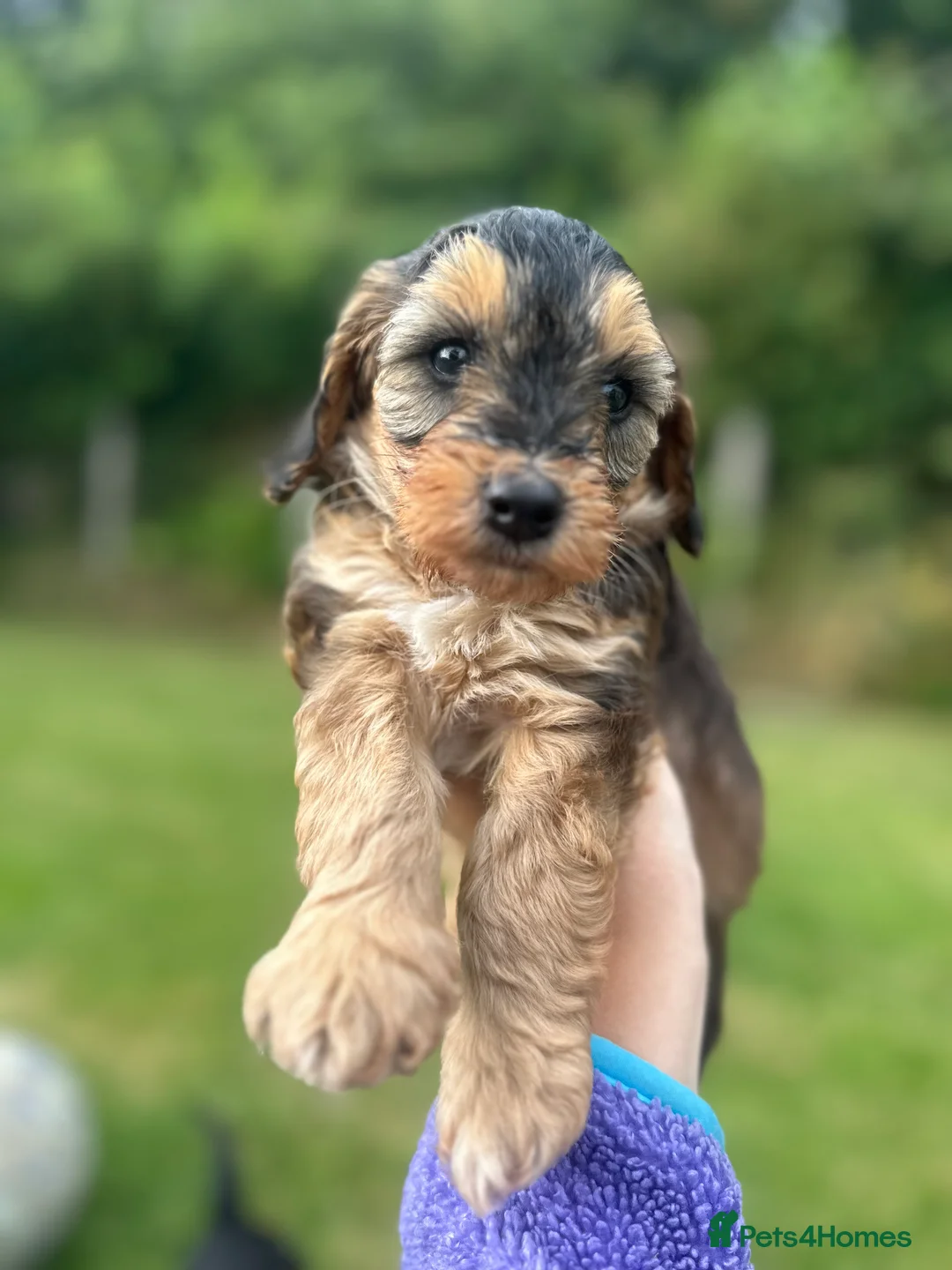 Cockapoo dogs for sale: Beautiful cockapoo girls - chocolate & tan 1 left - Advert 2