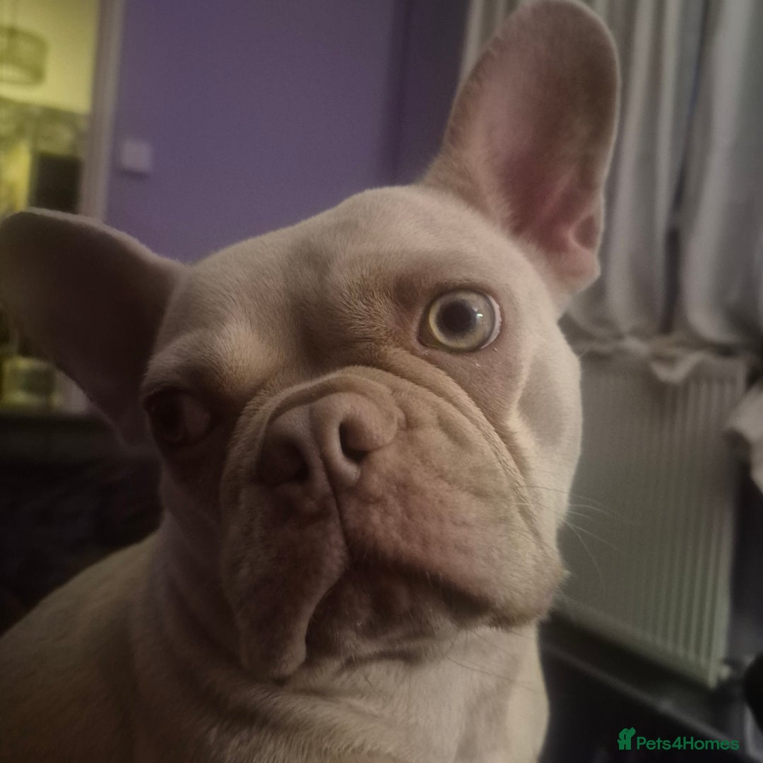 French Bulldog dogs for sale: French Bulldog Puppy - Advert 2