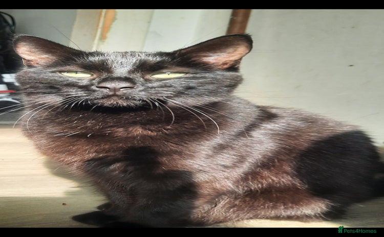 Mixed Breed cats - Advert 4