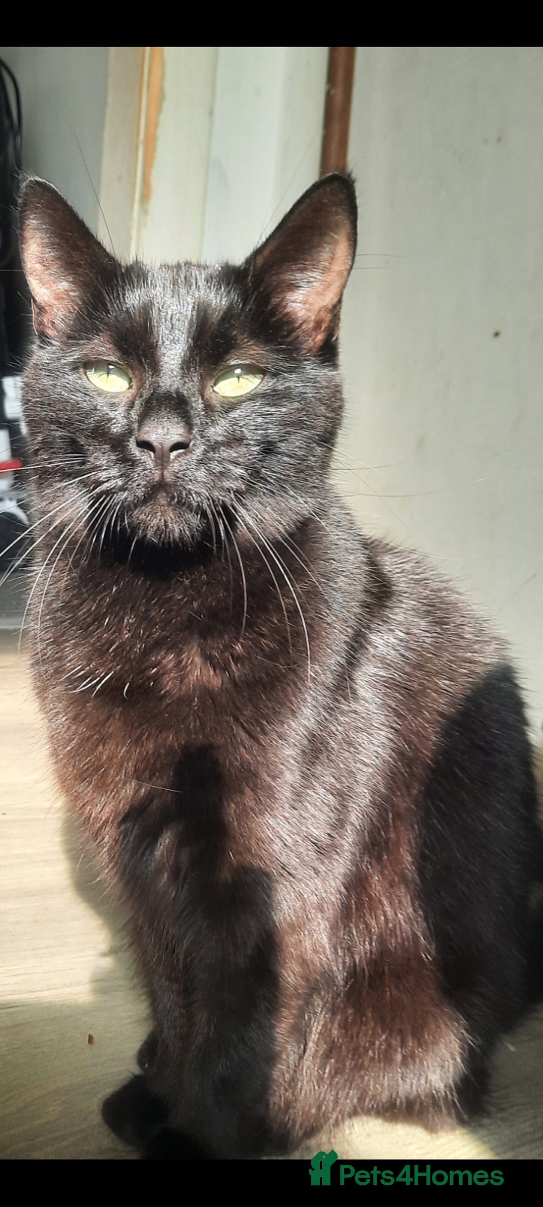 Mixed Breed cats for sale: Cat for sale due to having to move - Image 1