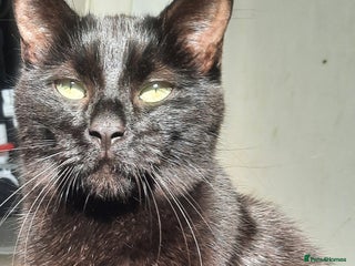 Mixed Breed cats - Advert 24