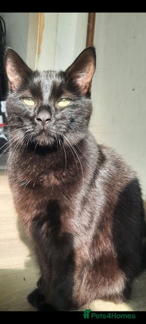 Mixed Breed cats - Advert 10