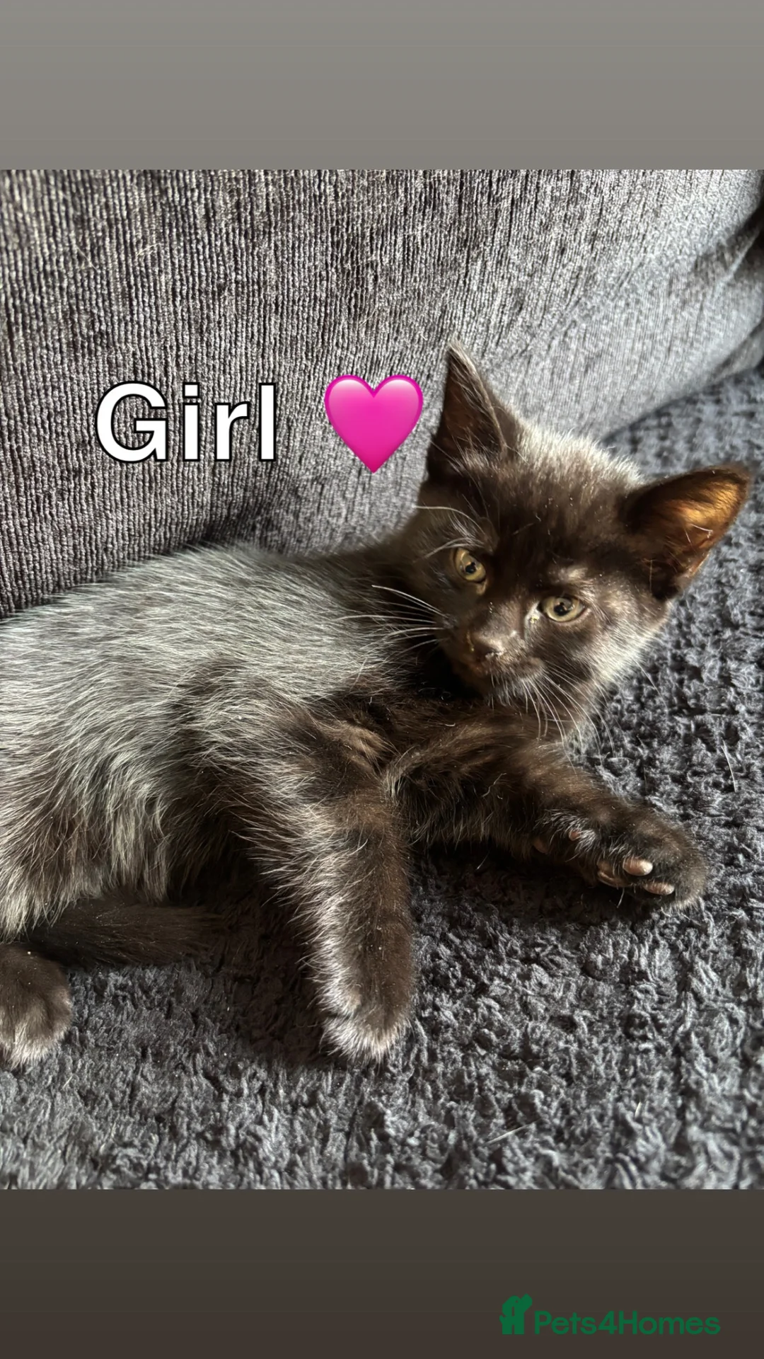Mixed Breed cats for sale: 4 beautiful all black kittens  in Norwich - Advert 2