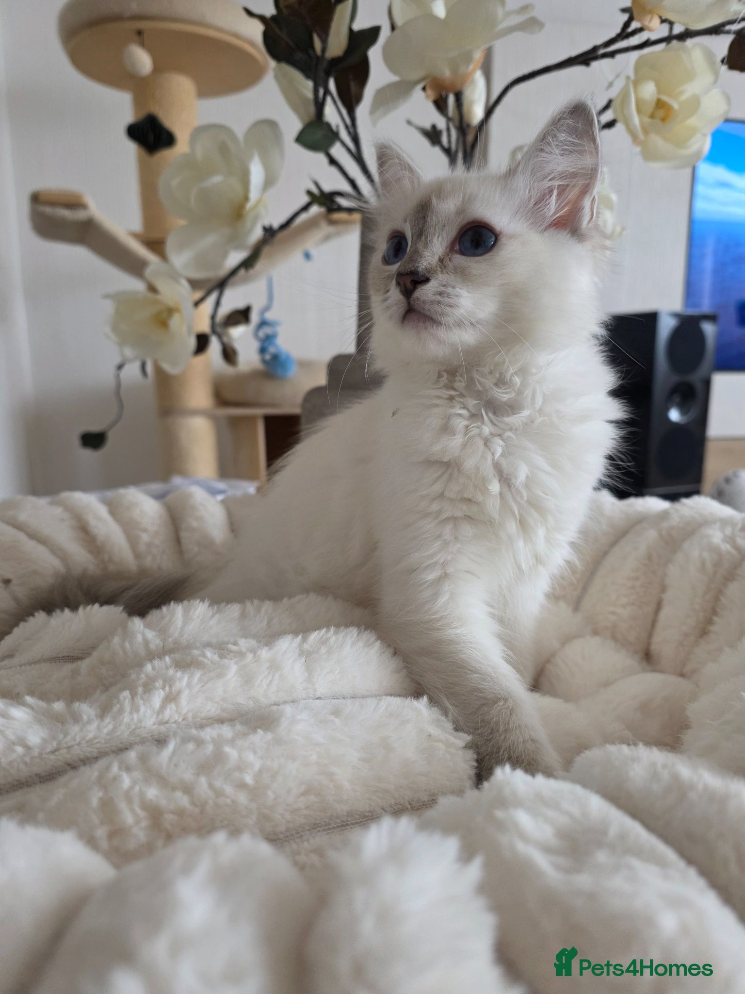 Ragdoll cats ✨ RARE TORTIE LILAC CREAMS LEFT|LITTER GCCF&TICA✨ - Advert 15