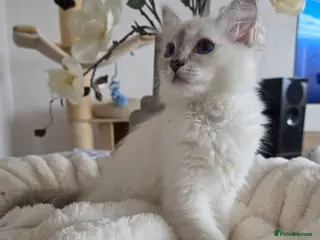 Ragdoll cats ✨ RARE TORTIE LILAC CREAMS LEFT|LITTER GCCF&TICA✨ - Advert 15