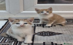 Mixed Breed cats for sale: 6 beautiful kittens (3 male, 3 females) for sale - Image 9