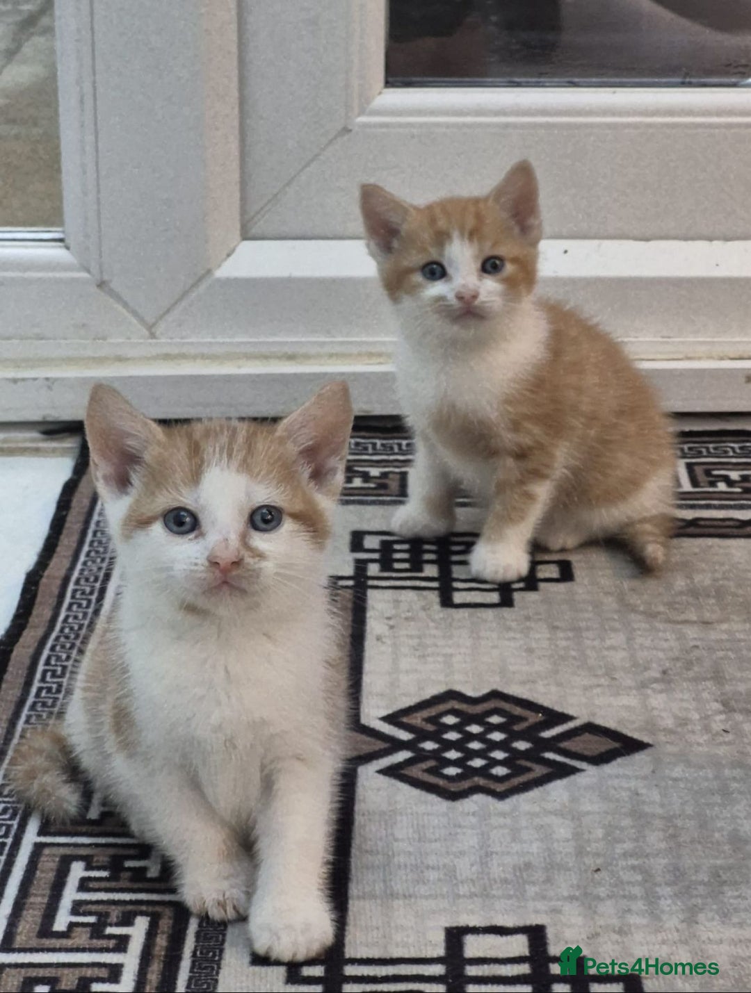 Mixed Breed cats for sale: 6 beautiful kittens (3 male, 3 females) for sale - Image 9