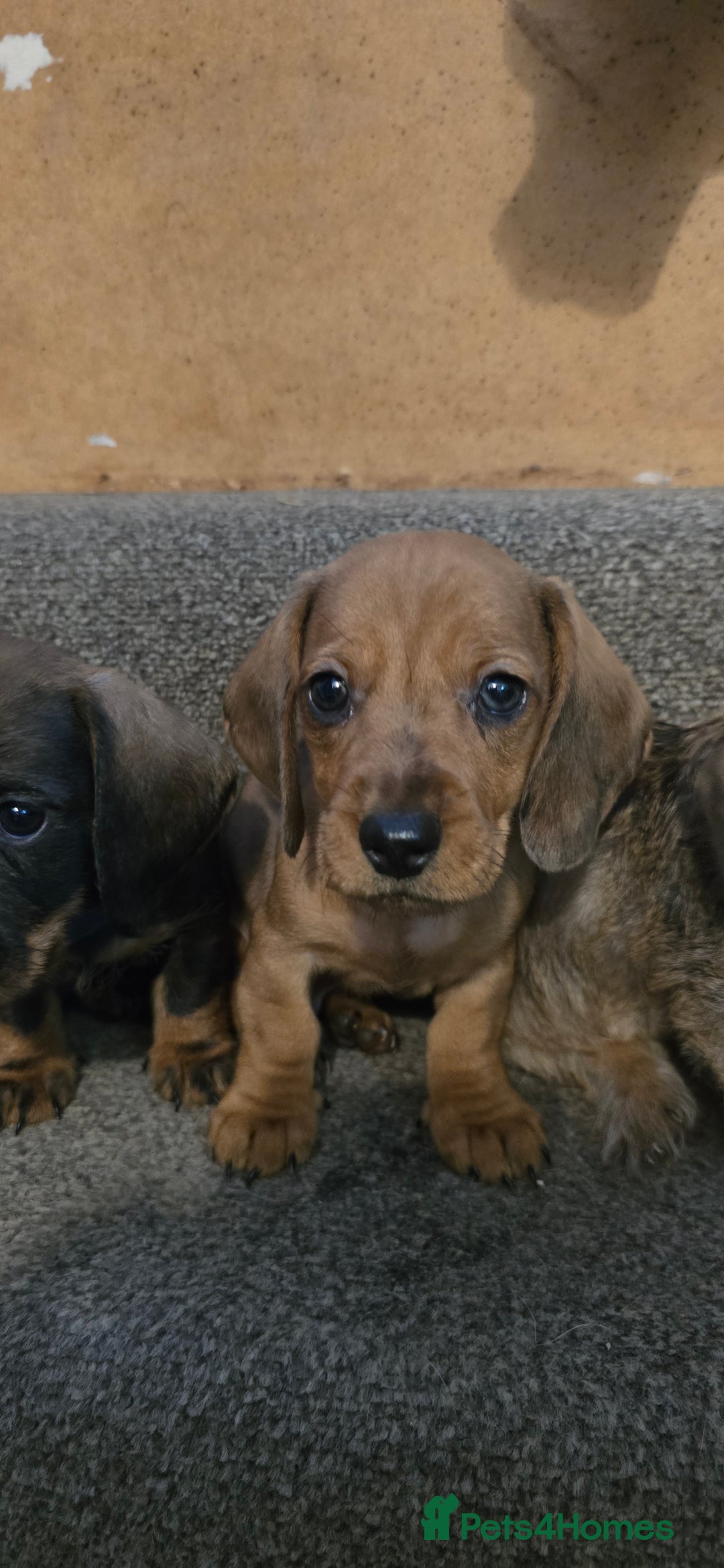 Miniature Dachshund dogs for sale: Miniature dachshund puppies  - Image 10