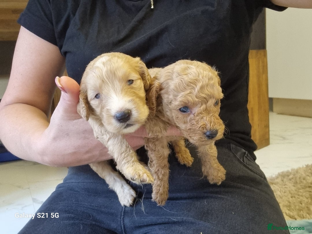 Cockapoo dogs for sale: Cockapoos - Image 12