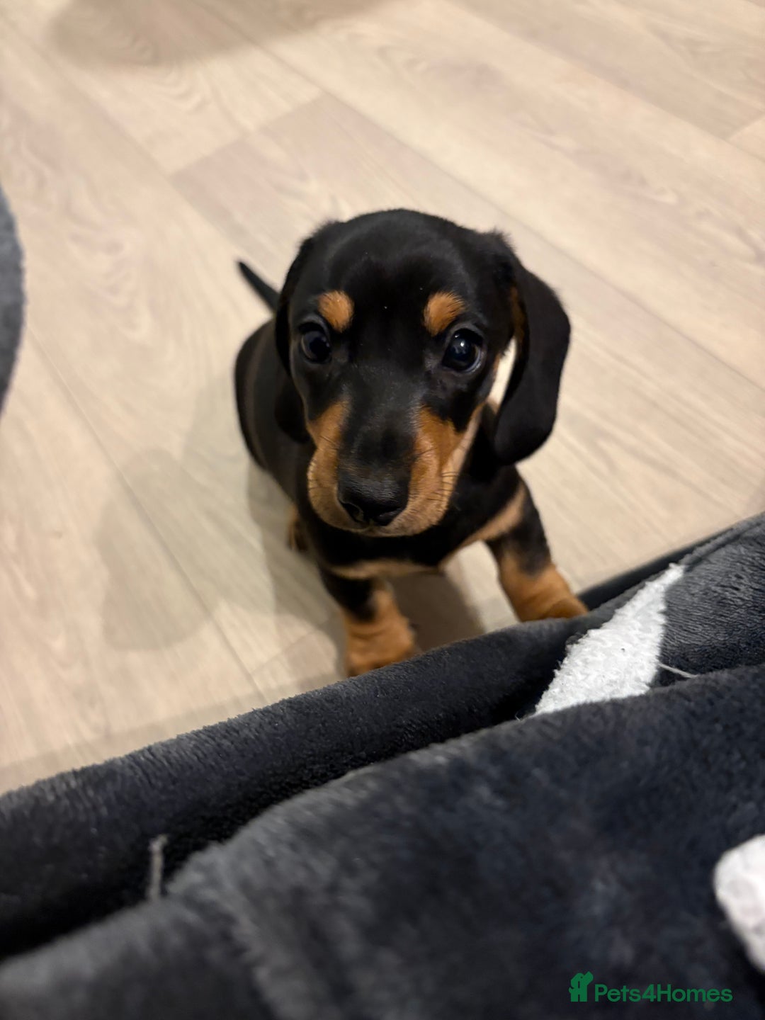Miniature Dachshund dogs for sale: READY TO LEAVE KC Pedigree Miniature dachshunds - Advert 17
