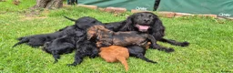 Cockapoo dogs for sale: Cockapoo pups in Wingate - Advert 1