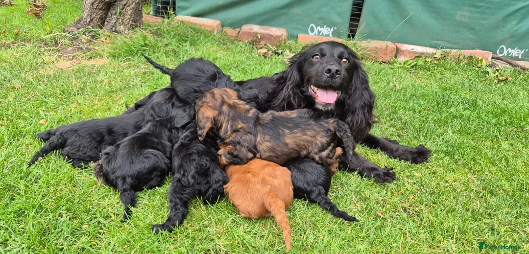 Cockapoo dogs for sale: Cockapoo pups in Wingate - Advert 1