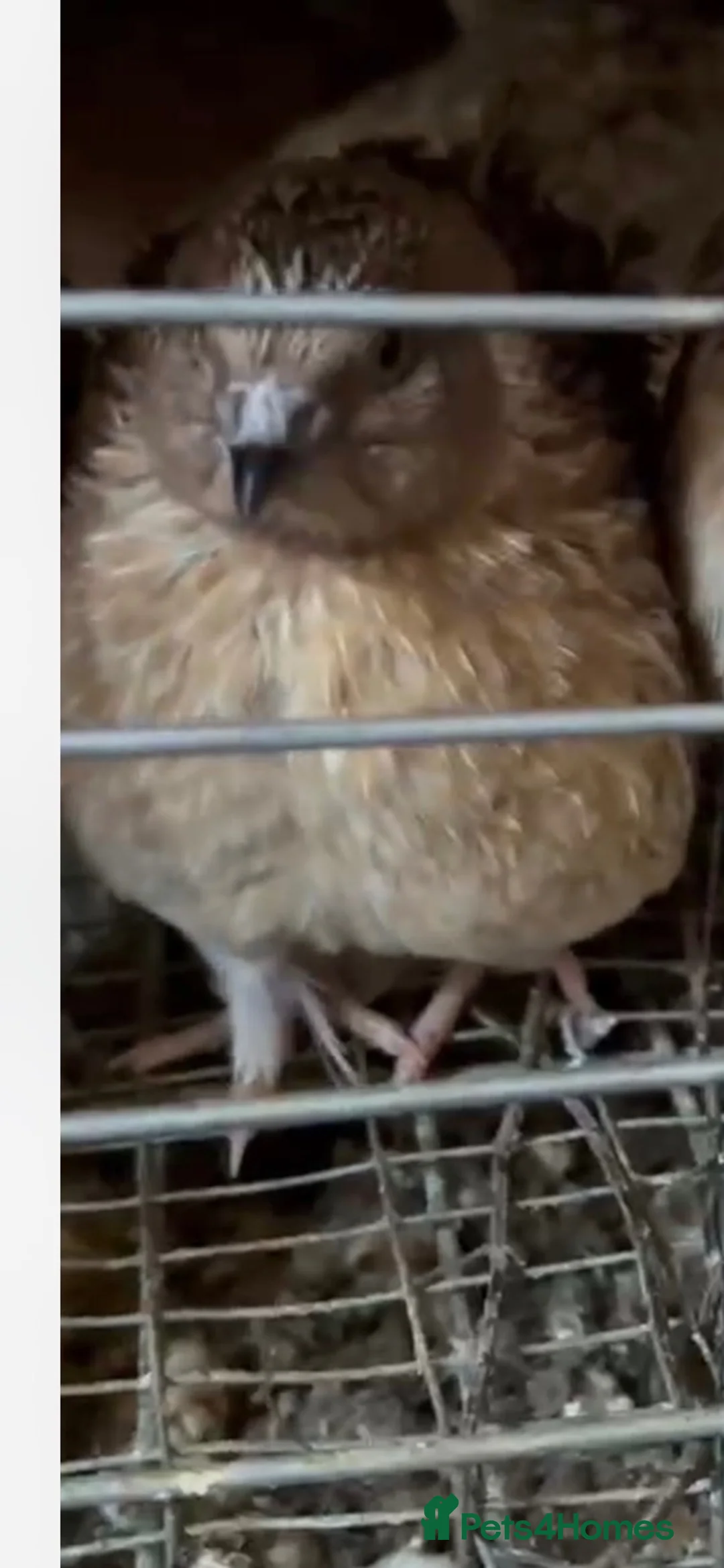 Mixed Breed birds for sale: Quail and eggs  - Advert 2