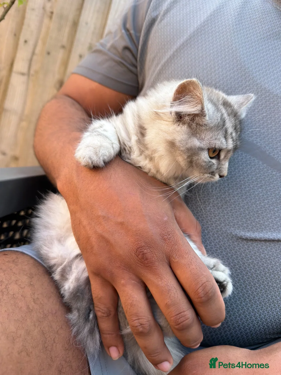 Persian cats for sale: READY TO LEAVE - Female Persian Kitten  - Advert 2