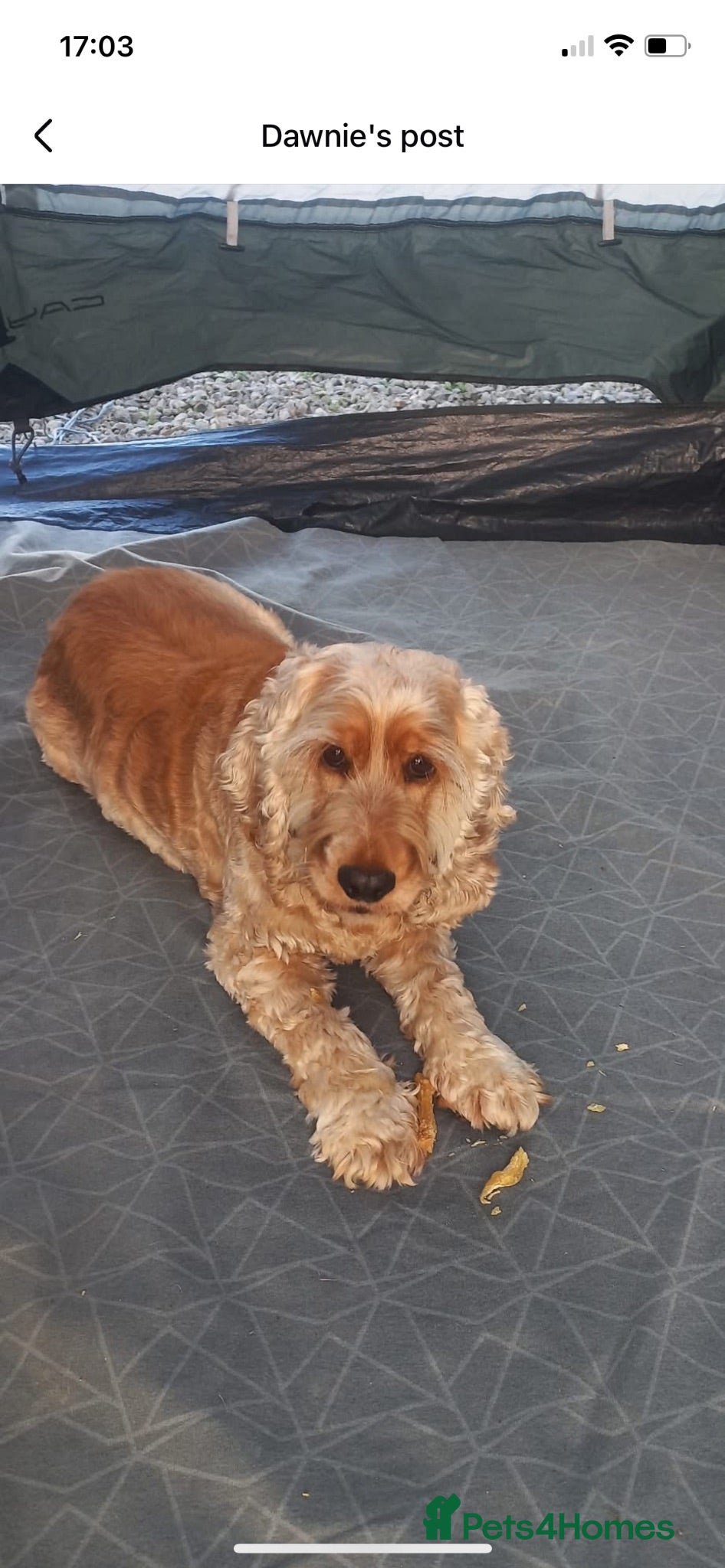 Cocker Spaniel dogs Daisy  - Advert 1
