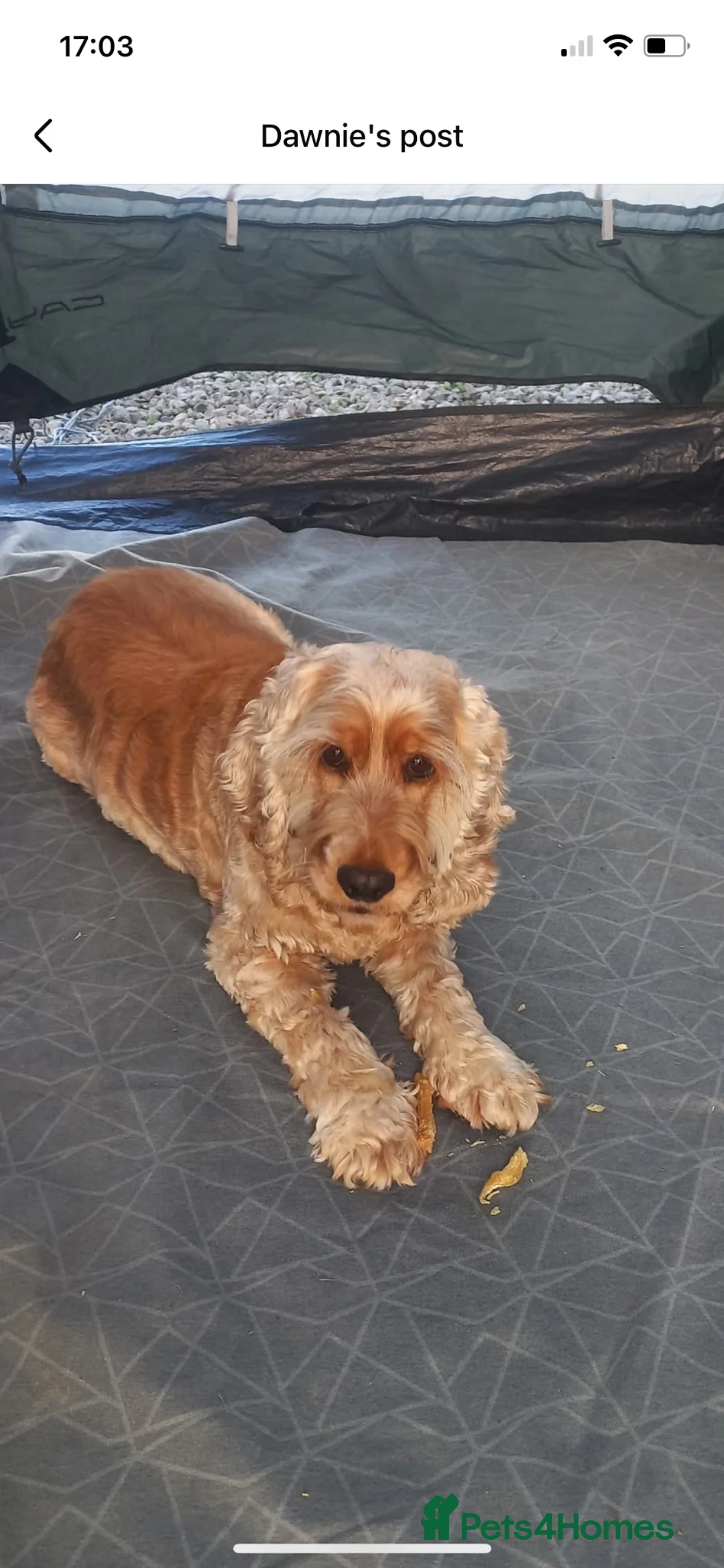 Cocker Spaniel dogs for sale: Daisy  - Advert 1