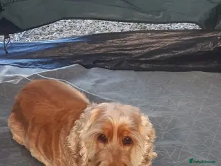 Cocker Spaniel dogs Daisy - Advert 1