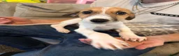 Lurcher dogs for sale: Lurcher pups  in Burnley - Advert 2