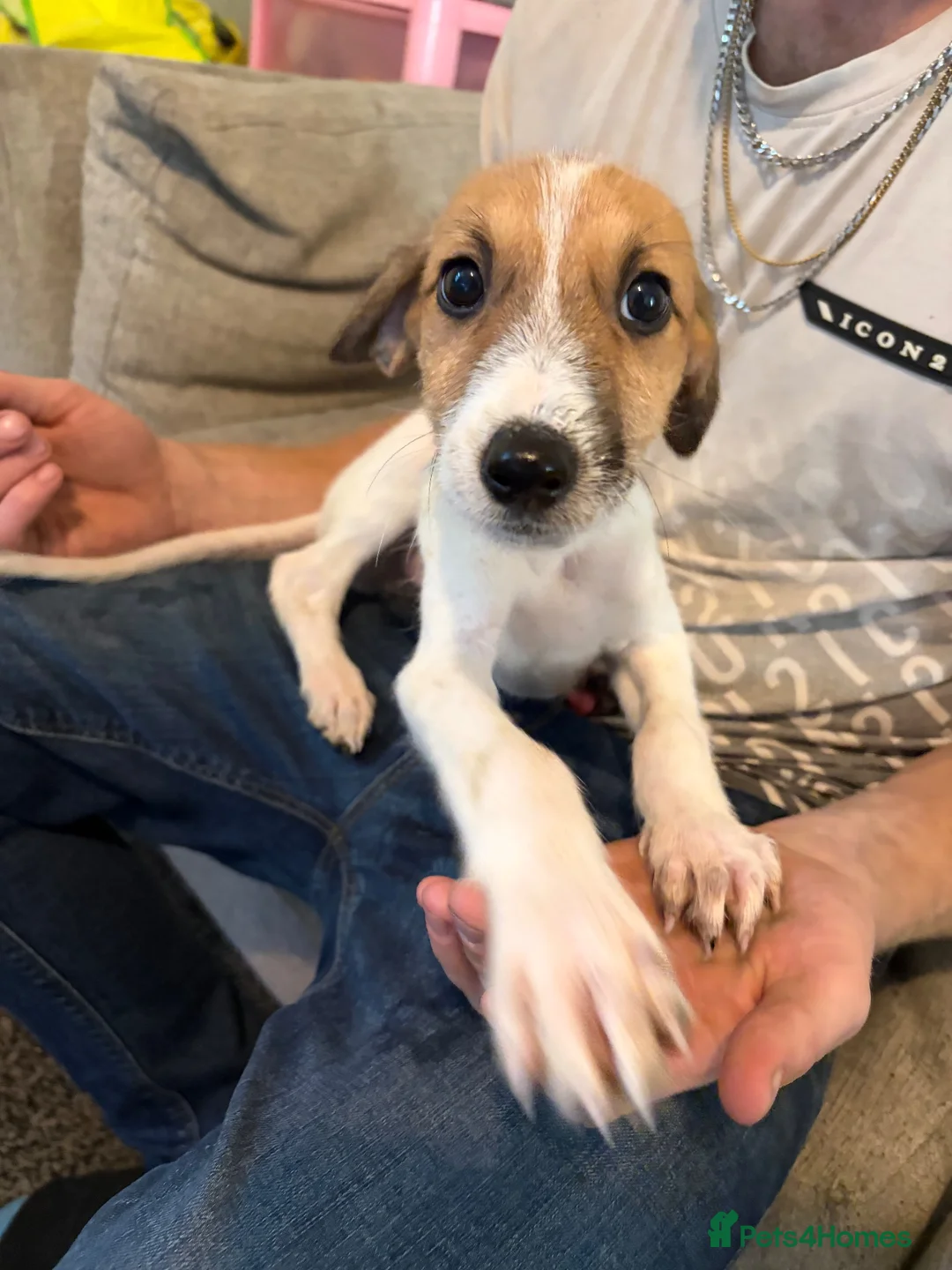 Lurcher dogs for sale: Lurcher pups  in Burnley - Advert 2