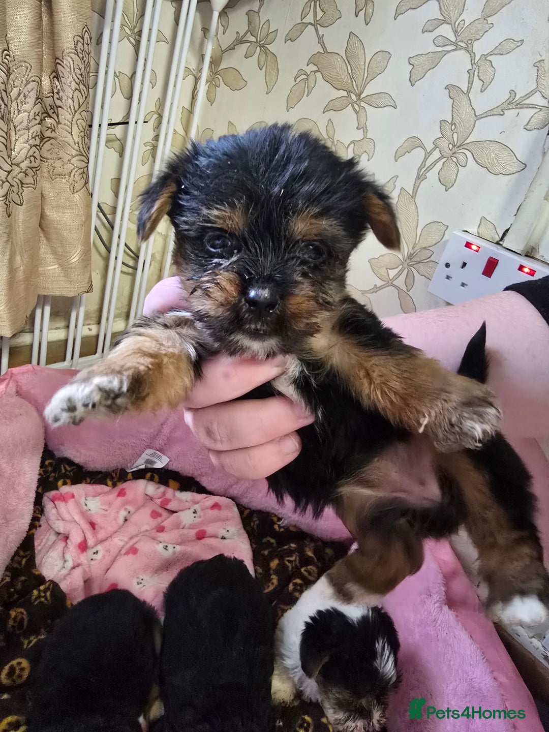 Yorkshire Terrier dogs for sale: 5 yorkies - Image 5