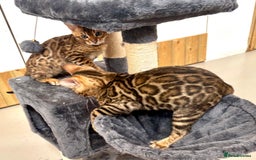 Bengal cats for sale: Brown rosetted male bengal kittens, TICA reg - Image 7