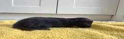 Mixed Breed cats for sale: Maine coon cross kittens ready for new homes - Advert 13