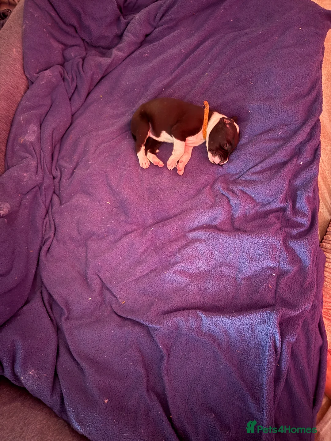 Great Dane dogs for sale: Stunning pure bred Great Dane puppies in St. Ives - Advert 31