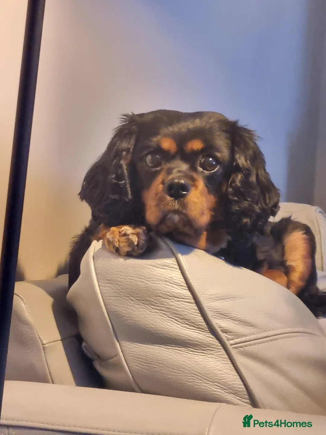 Cavalier King Charles Spaniel dogs for sale: 8 Cavalier King Charles puppies - Advert 2