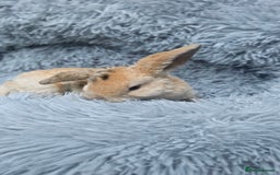 Mini Lop rabbits for sale: MINI PLUSH LOP - LAST BABY TO RESERVE - Image 6