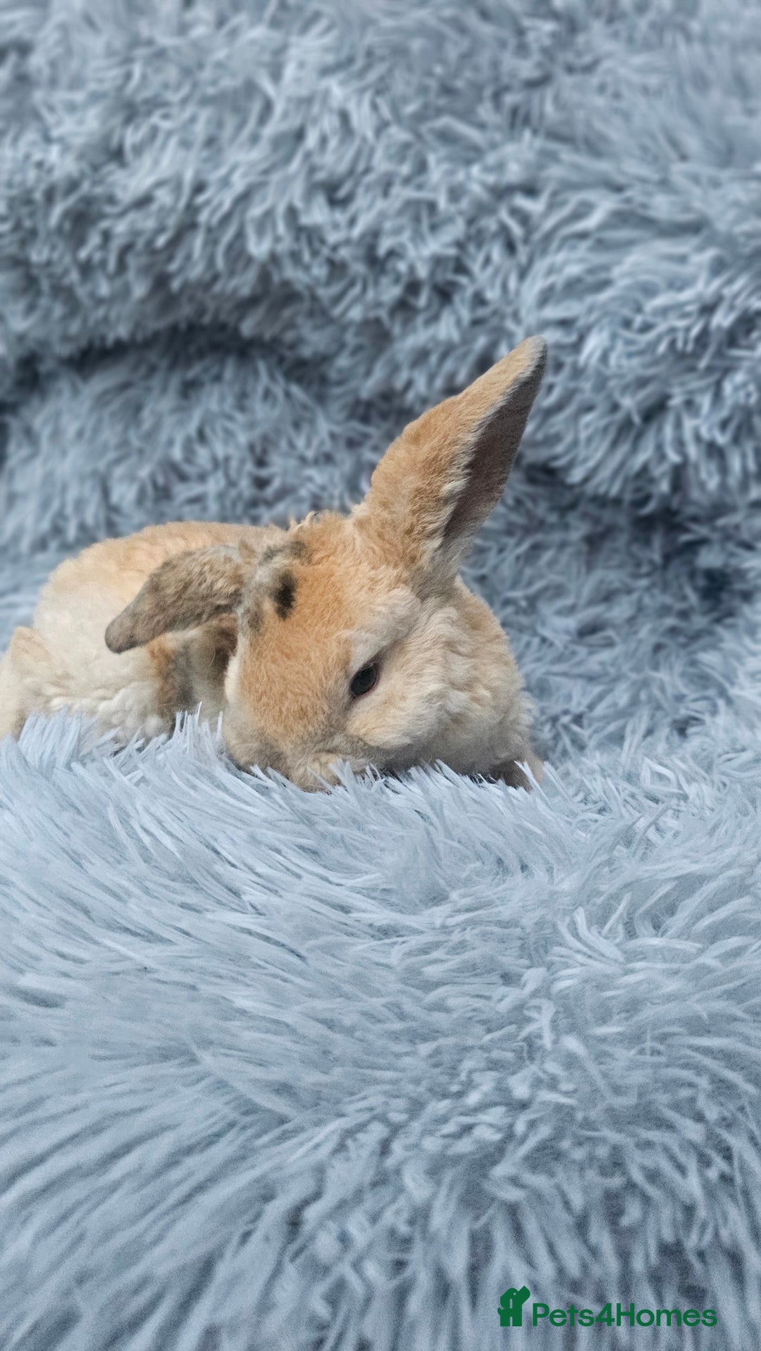 Mini Lop rabbits for sale: MINI PLUSH LOP - LAST BABY TO RESERVE - Image 6