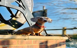 Miniature Dachshund dogs for sale: Miniature Dachsund Smooth Hair - Image 3