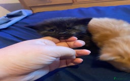 American Shorthair cats for sale: 6 kittens  - Image 9