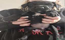 Patterdale Terrier dogs for sale: Patterdale x lakeland  - Image 8