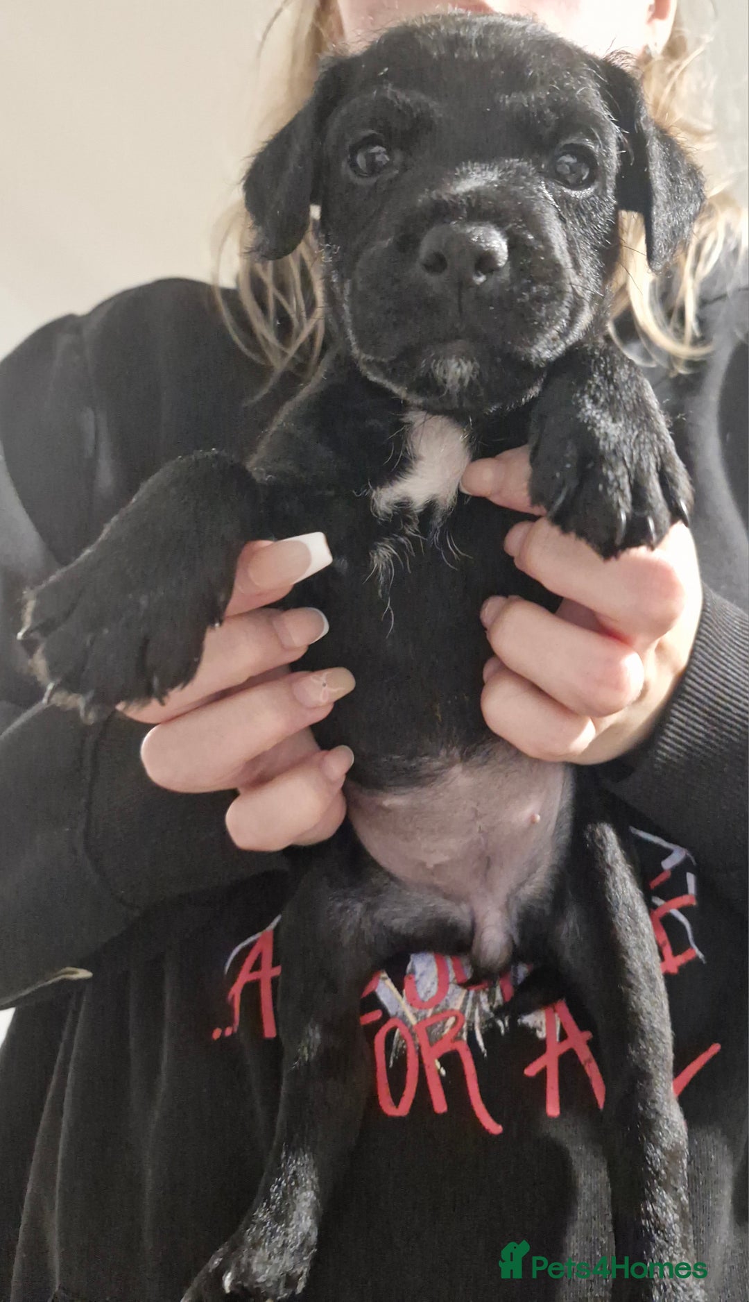 Patterdale Terrier dogs for sale: Patterdale x lakeland  - Image 8