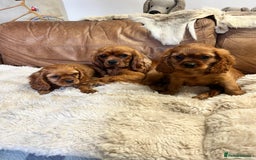Cavalier King Charles Spaniel dogs for sale: stunning litter of KC registered Ruby Cavaliers - Image 10