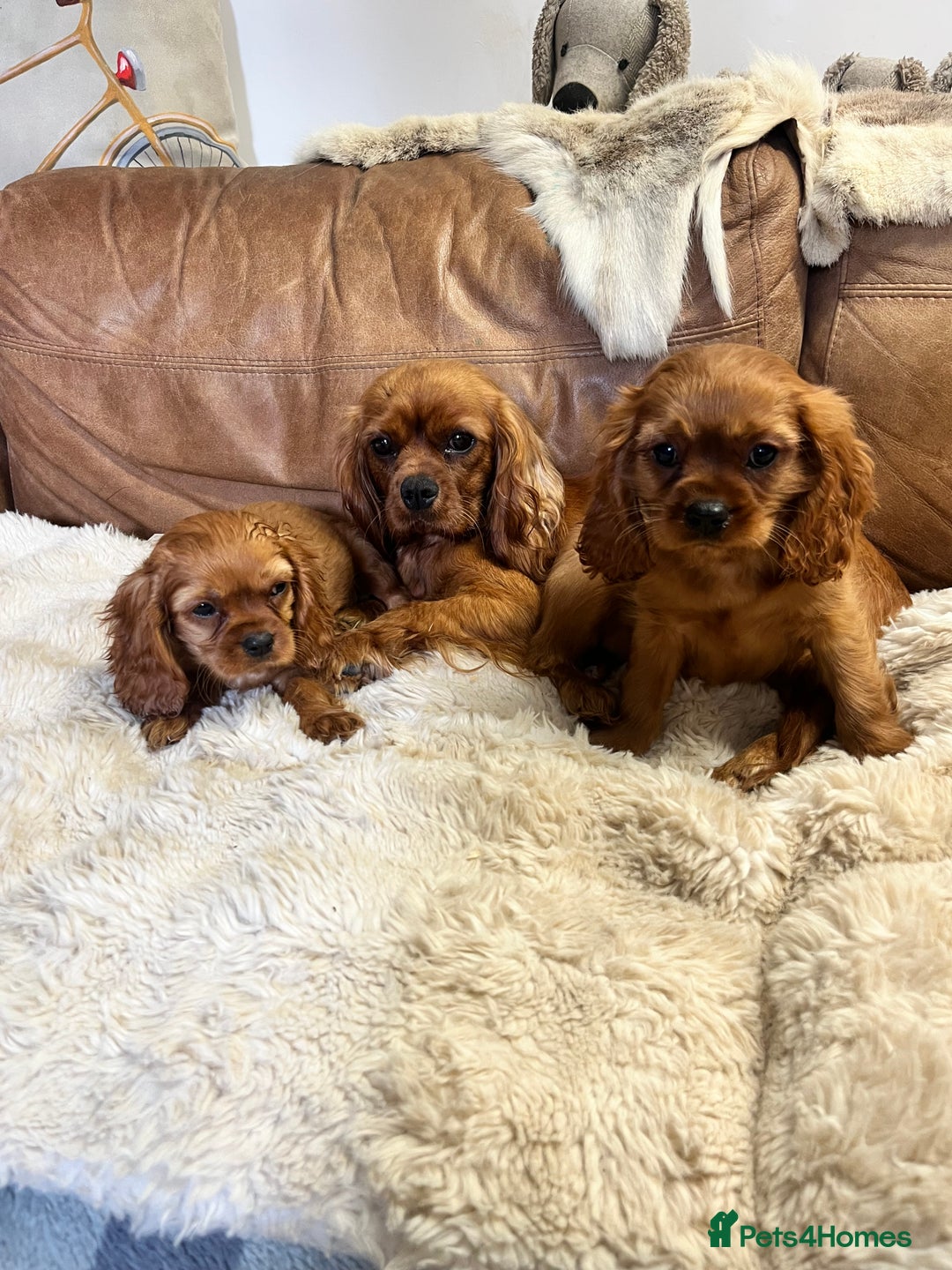 Cavalier King Charles Spaniel dogs for sale: stunning litter of KC registered Ruby Cavaliers - Image 10