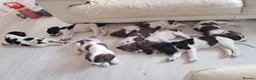 English Springer Spaniel dogs for sale: English Springer Spaniel Puppies - Advert 1