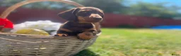 Miniature Dachshund dogs for sale: True miniature chocolate dachshunds  - Advert 10
