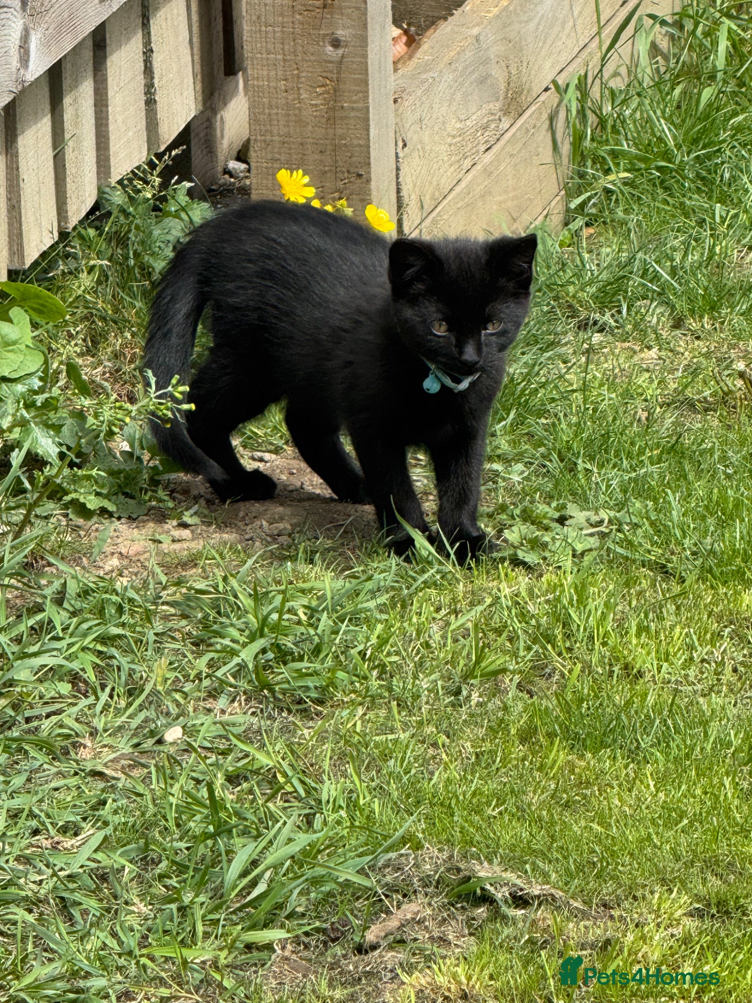 Bombay cats Bombay black male Kitten free to a good home - Advert 1