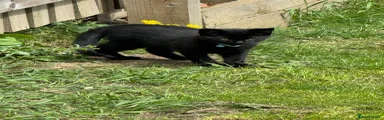 Bombay Kitten 1