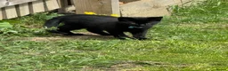 Bombay cats for sale: Bombay black male Kitten  **  in Dewsbury - Advert 1