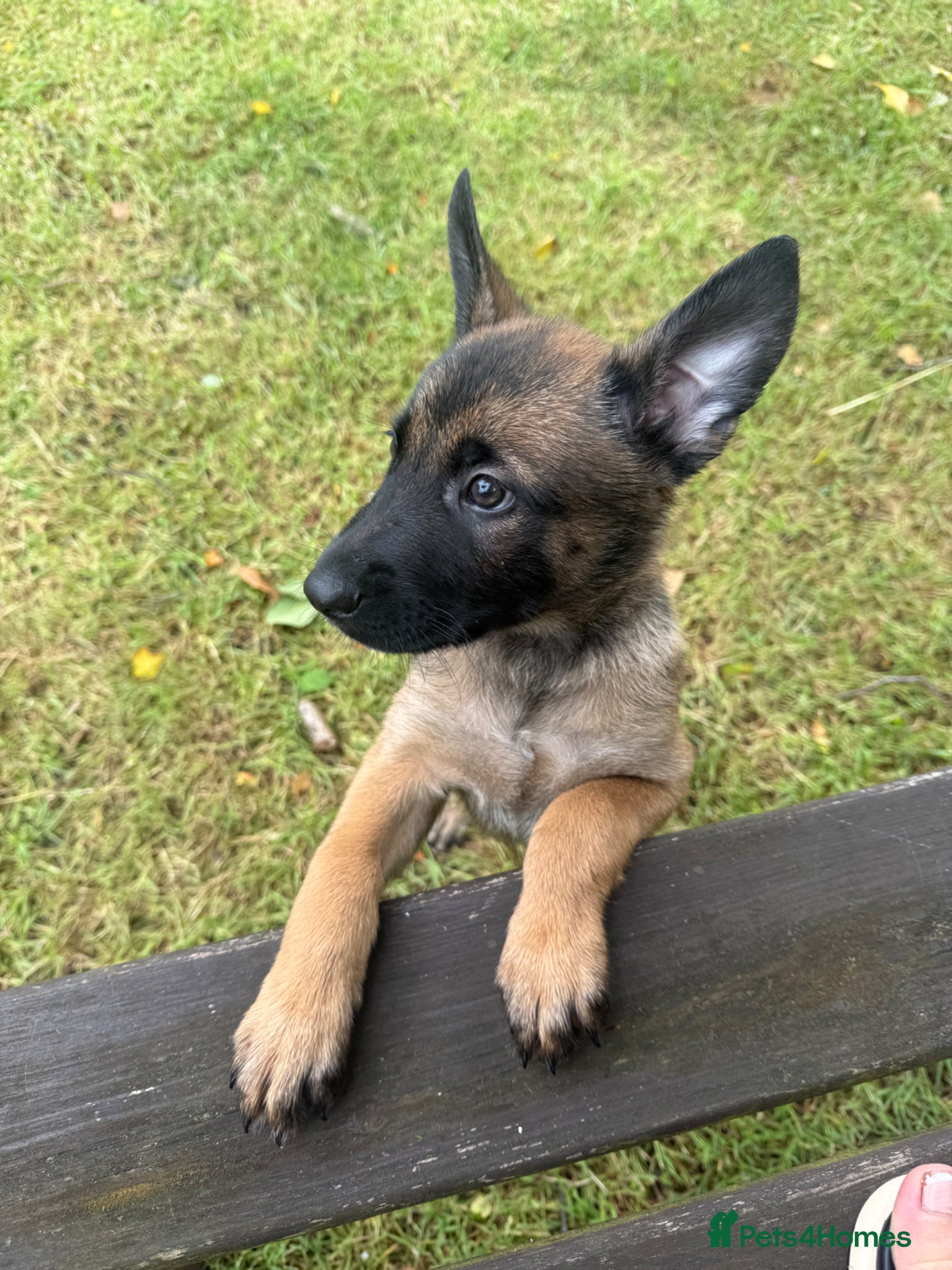 Belgian Shepherd Dog dogs !!1 LEFT!!Belgian malinios puppy - Advert 4