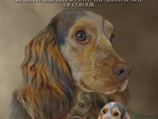 Cocker Spaniel dogs kc reg cocker spaniel stud muddytown blood lines in Poole - Advert 20