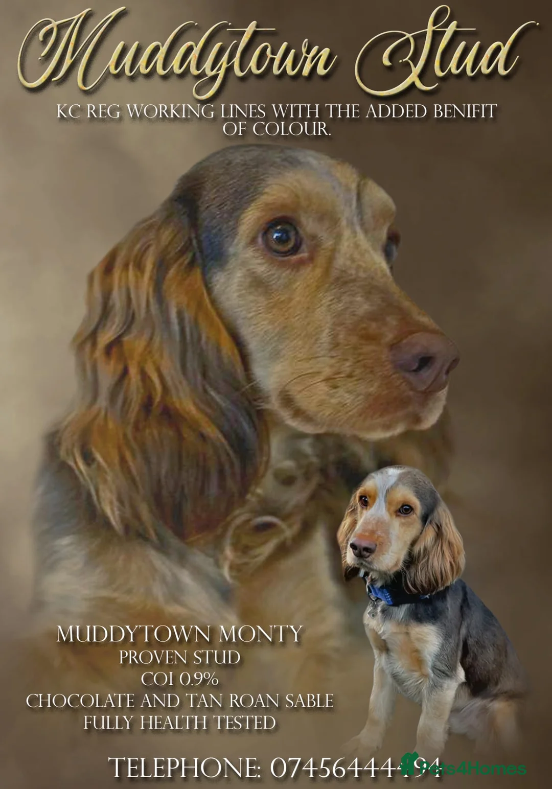 Cocker Spaniel dogs for stud: kc reg cocker spaniel stud muddytown blood lines in Poole - Advert 1