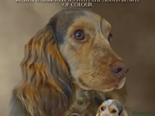 Cocker Spaniel dogs kc reg cocker spaniel stud muddytown blood lines in Poole - Advert 3