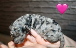 Cockapoo dogs for sale: Health tested Asian toy Cockapoo puppies  - Image 15